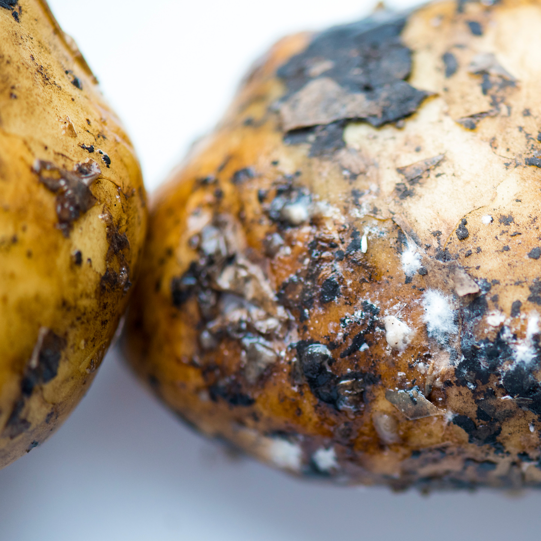 two cooked potatoes covered in mold